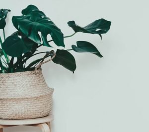 Read more about the article Choosing The Right Indoors Plants