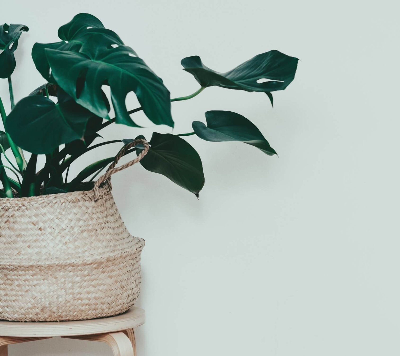 Read more about the article Choosing The Right Indoors Plants
