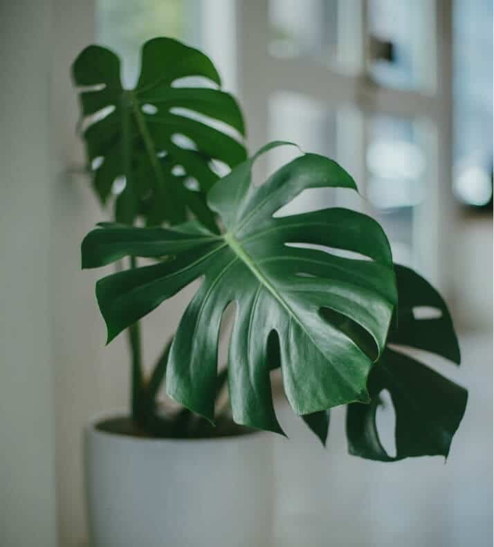 Read more about the article Green Gardening Tips & Tricks