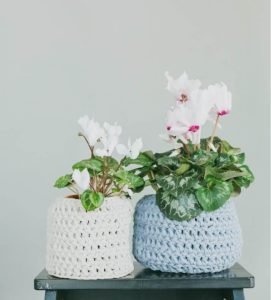 Read more about the article Top 5 Low Maintenance Plants