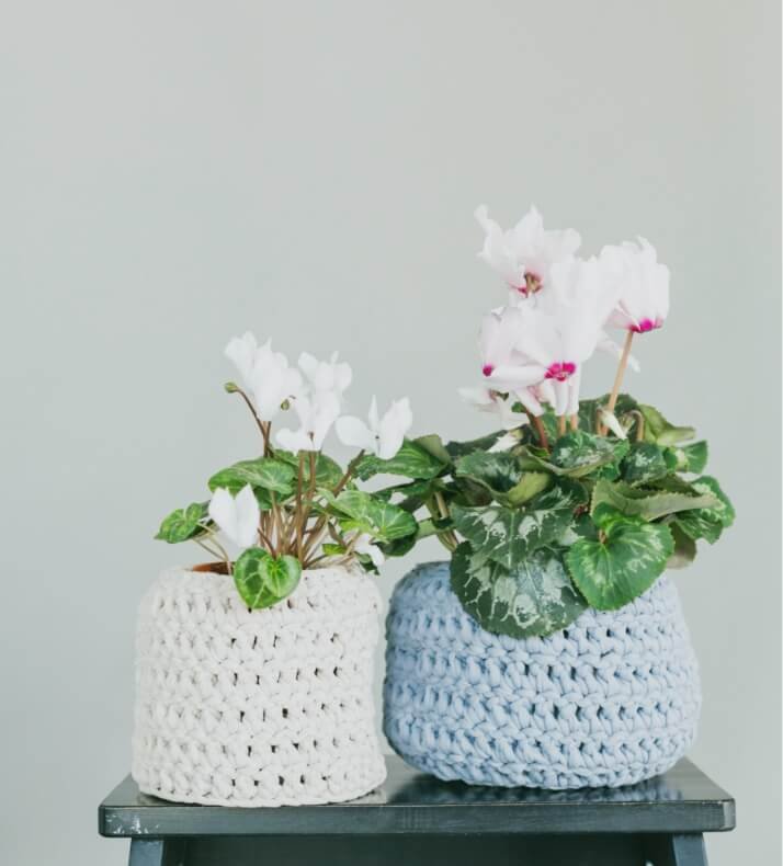 Read more about the article Top 5 Low Maintenance Plants