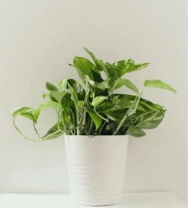 Read more about the article Choosing The Right Indoors Plants