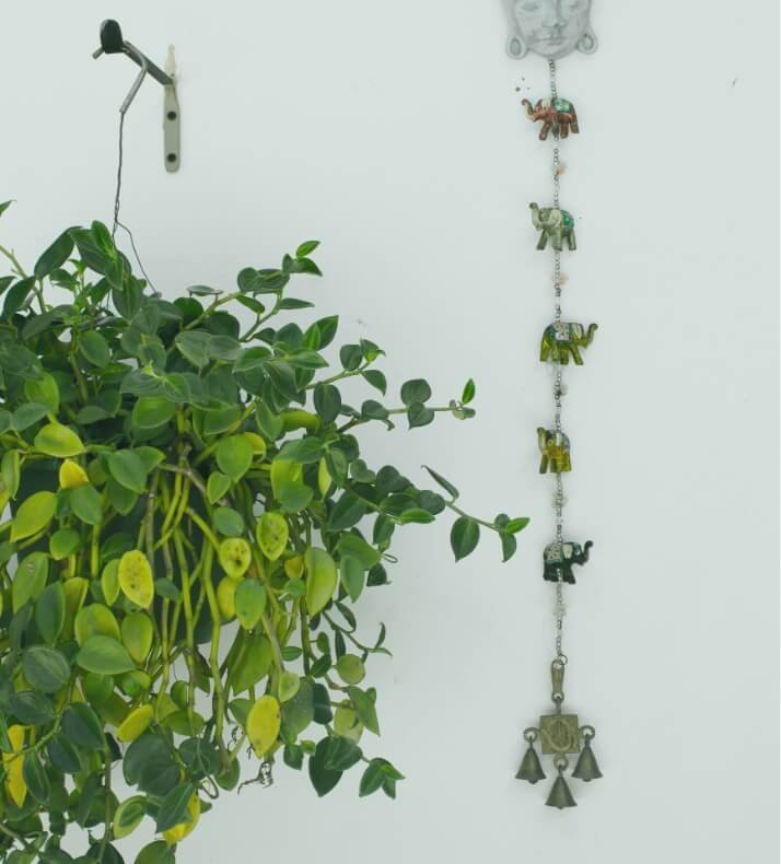 Read more about the article Taking Care of Cactus & Other Succulents
