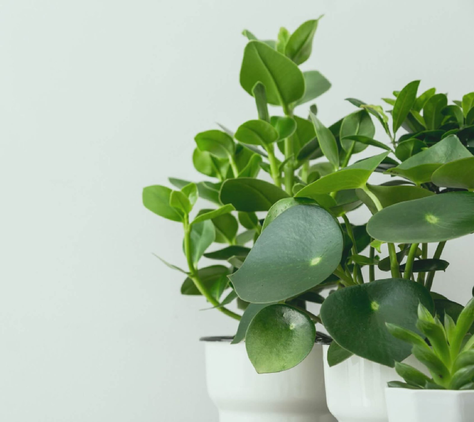 Read more about the article Green Gardening Tips & Tricks