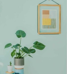 Read more about the article Choosing The Right Indoors Plants